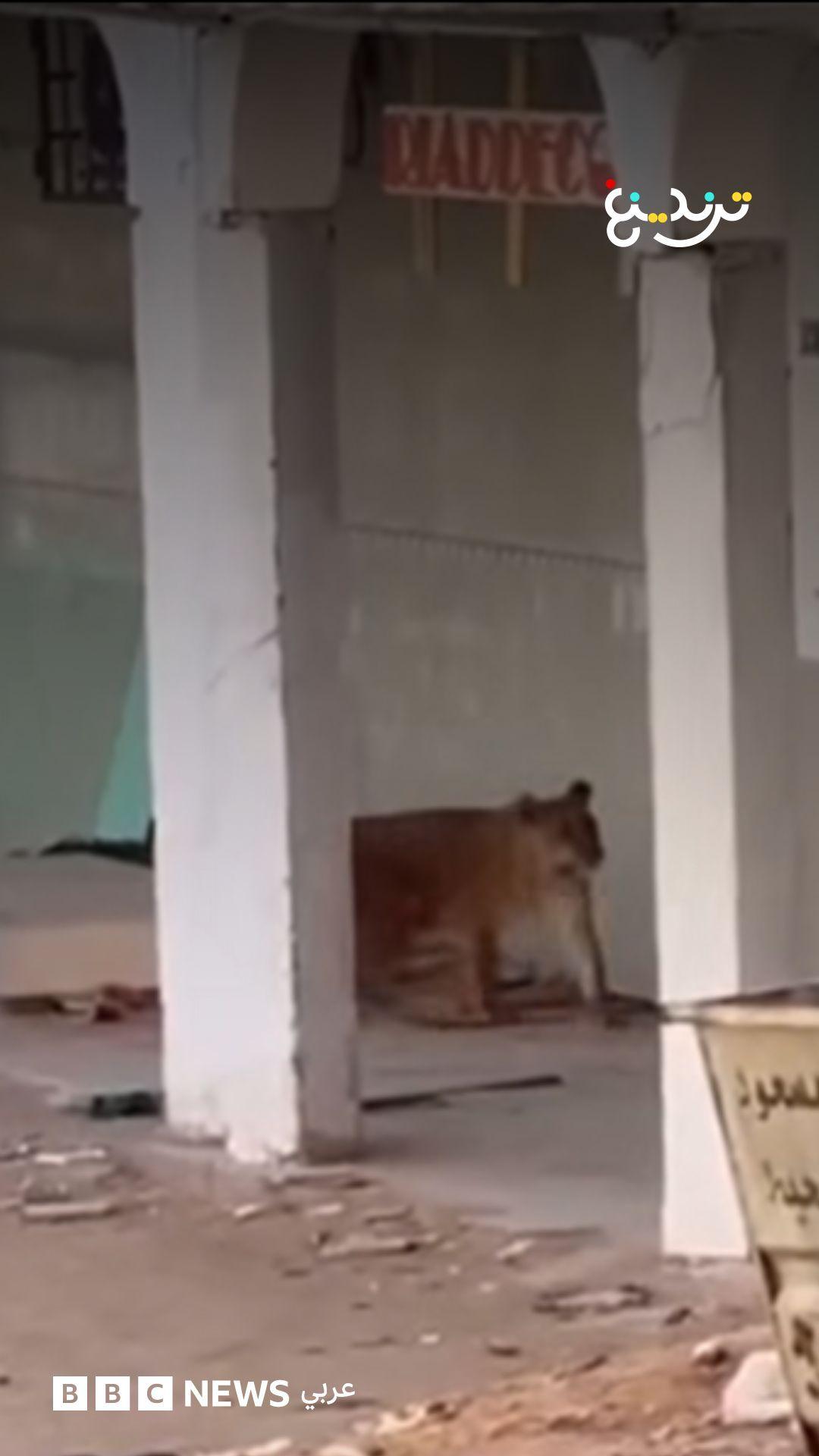استنفار بعد ظهور لبؤة طليقة في حي سكني بالجزائر 