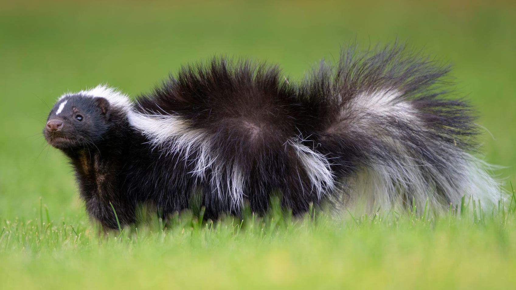 Crno-beli tvor na zelenoj travi