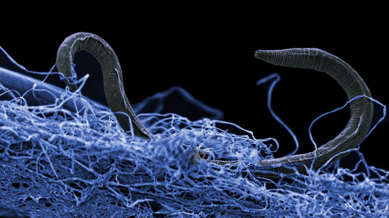 Imagen muy ampliada de un gusano oscuro arrastrándose a través de una maraña de fibras azules parecidas a hilos sobre un fondo negro.