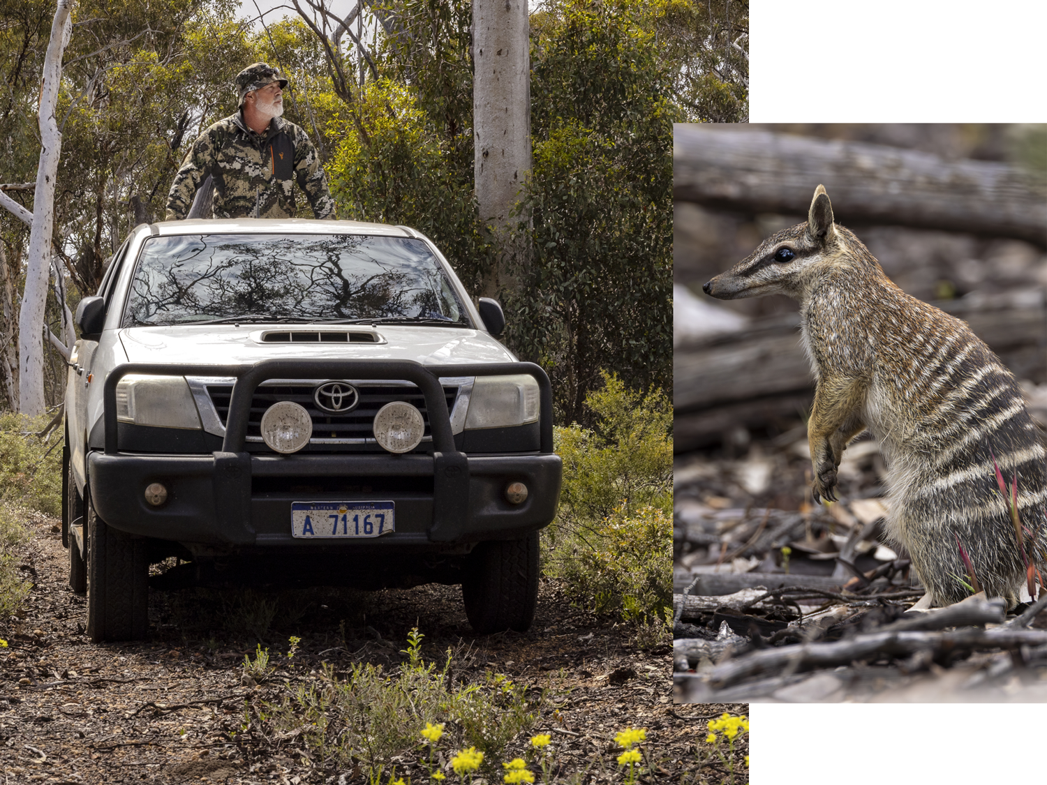 A imagem mostra um agente de conserva&ccedil;&atilde;o ao lado de um ve&iacute;culo em uma &aacute;rea de mata, acompanhada por uma foto de um numbat australiano de pelagem listrada.