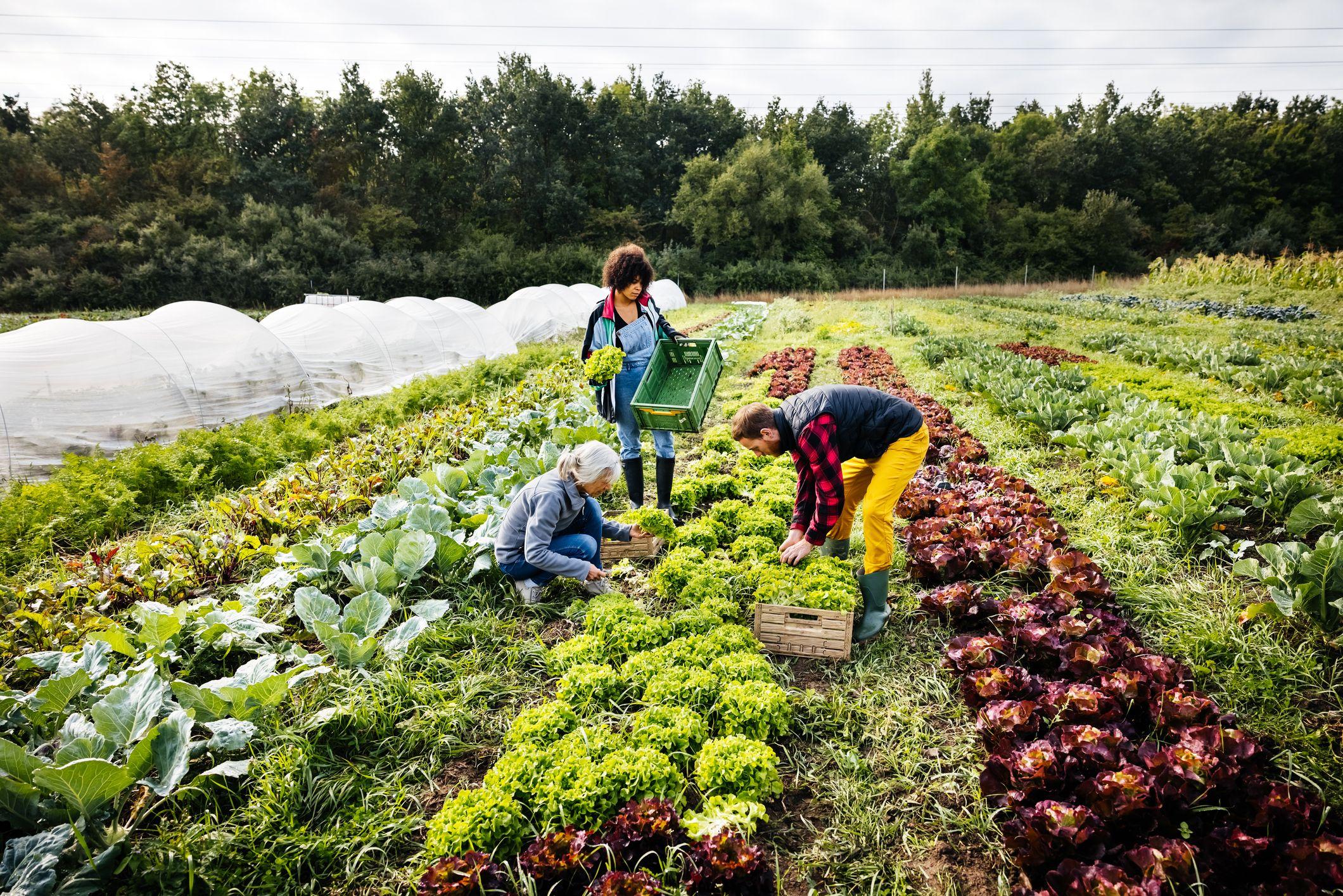 Personas plantando en una granja orgánica.
