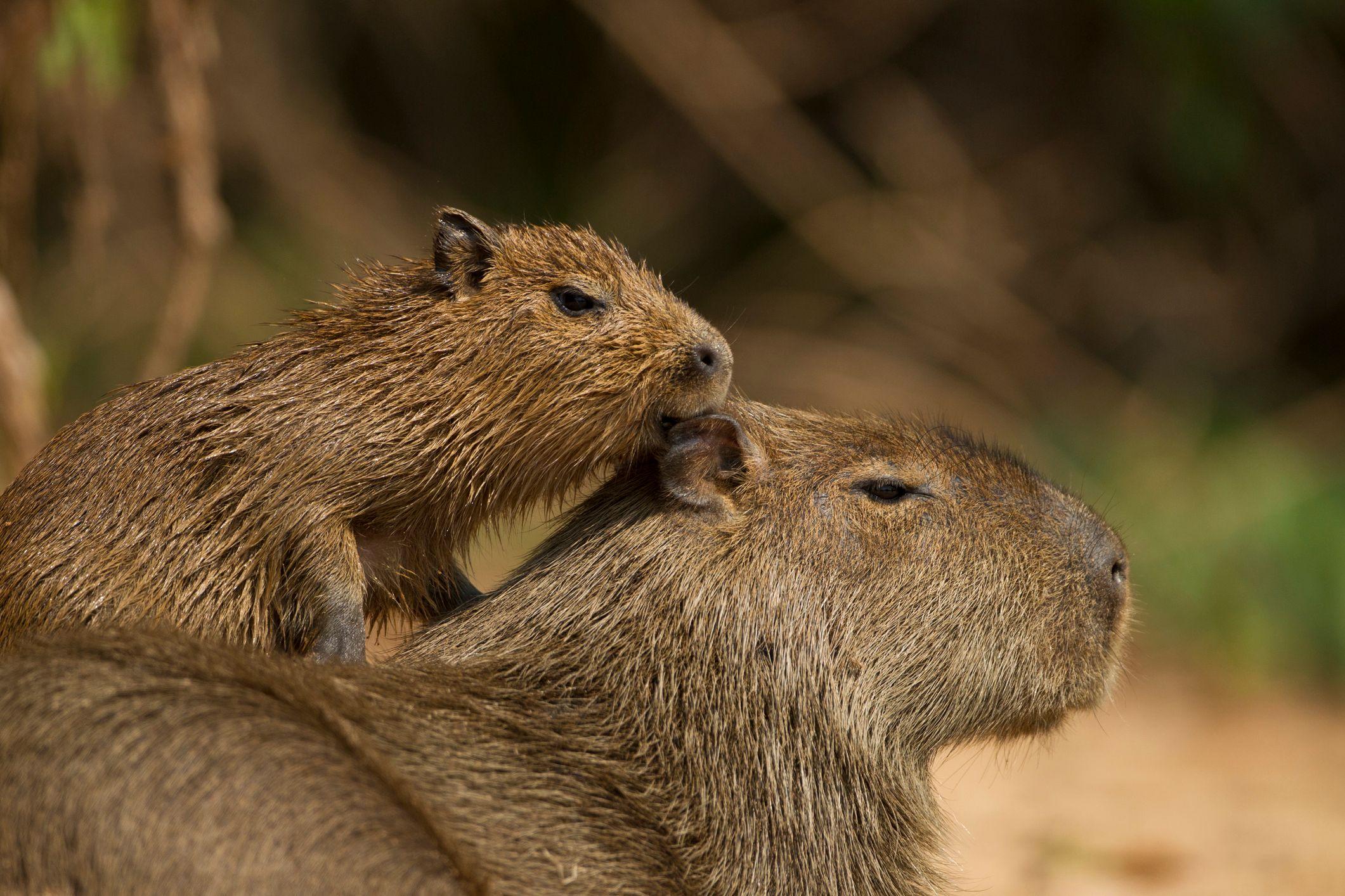 Capivara, Hydrochaeris hydrochaeris, com bebê em suas costas, o maior roedor do mundo, Mato Grosso, Pantanal, Brasil, América do Sul