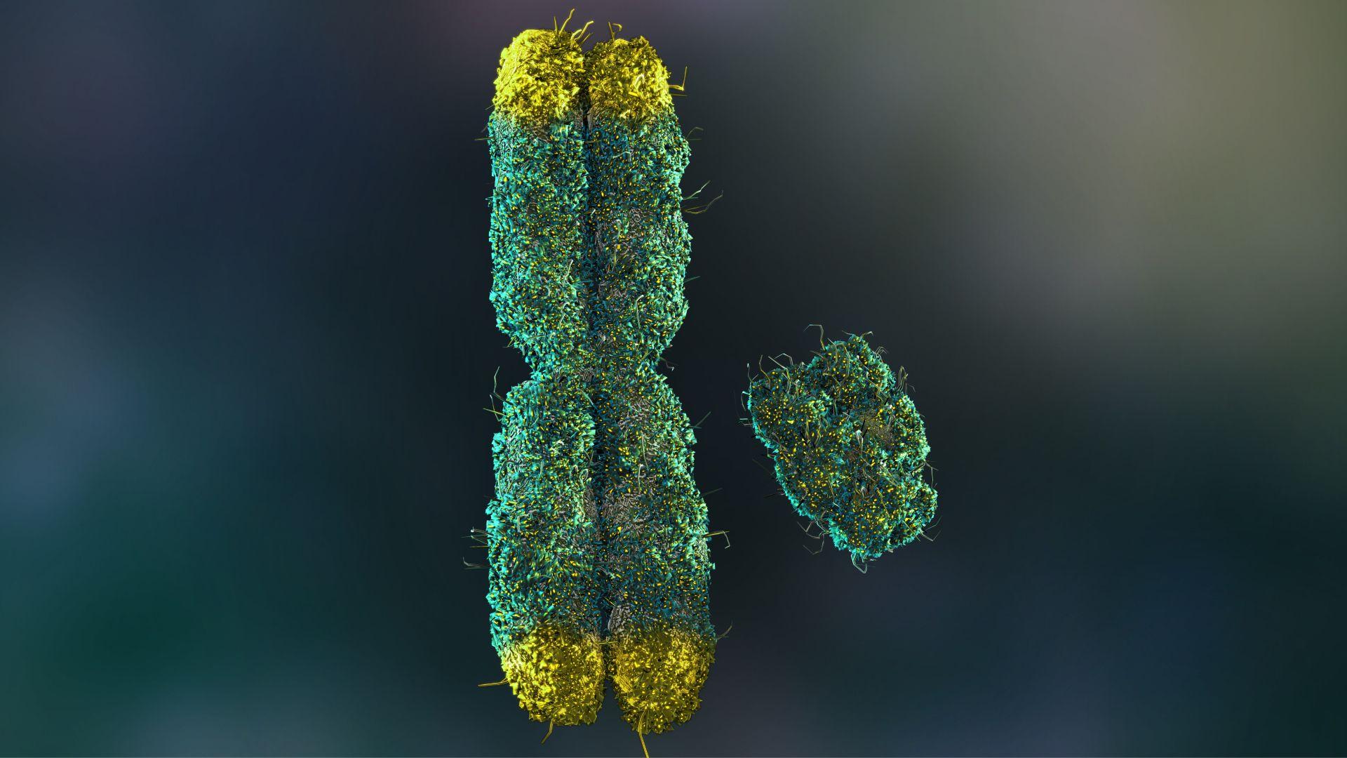 Una imagen generada por computadora que muestra dos cromosomas de ADN en verde y amarillo, uno al lado del otro -uno largo y uno corto-, sobre un fondo oscuro.