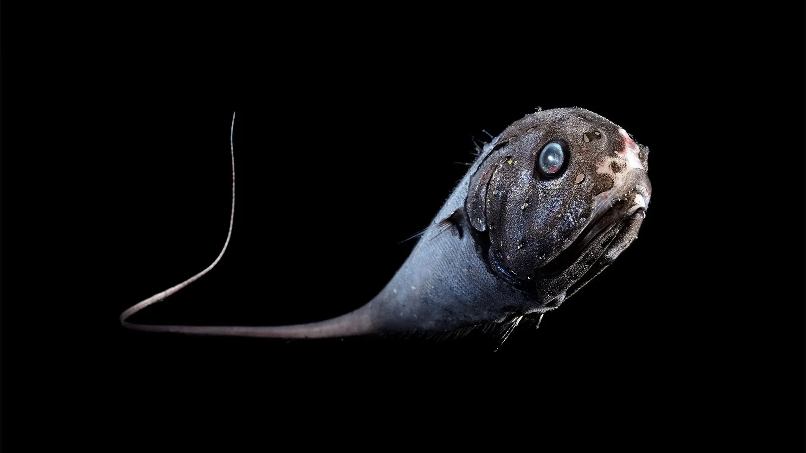 Um peixe de &aacute;guas profundas, com cabe&ccedil;a grande e arredondada, olhos refletivos e uma longa cauda em forma de chicote, contra um fundo preto