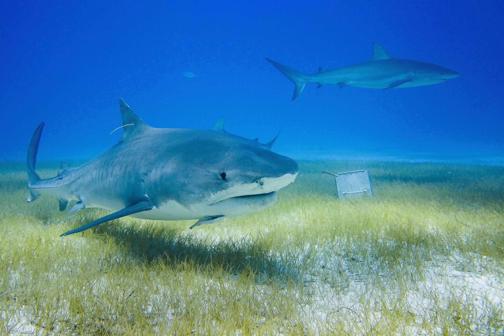 Dos tiburones tigre nadando en un mar tropical con la verde pradera marina en el fondo