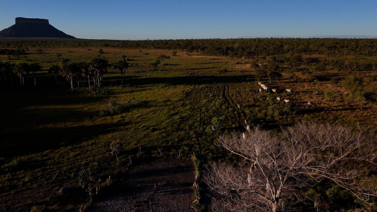 Imagem aérea de bois soltos em meio ao cerrado