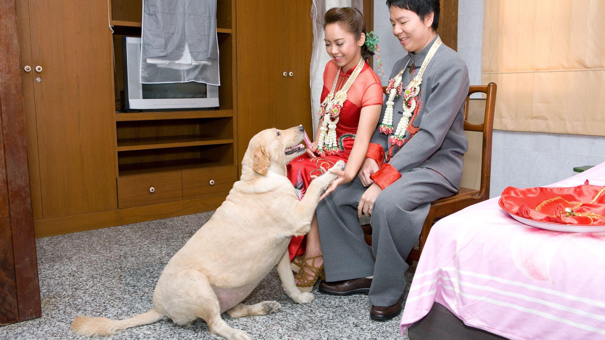 設計圖片：一場中式婚禮上新郎新娘握住一隻金毛尋回犬的手