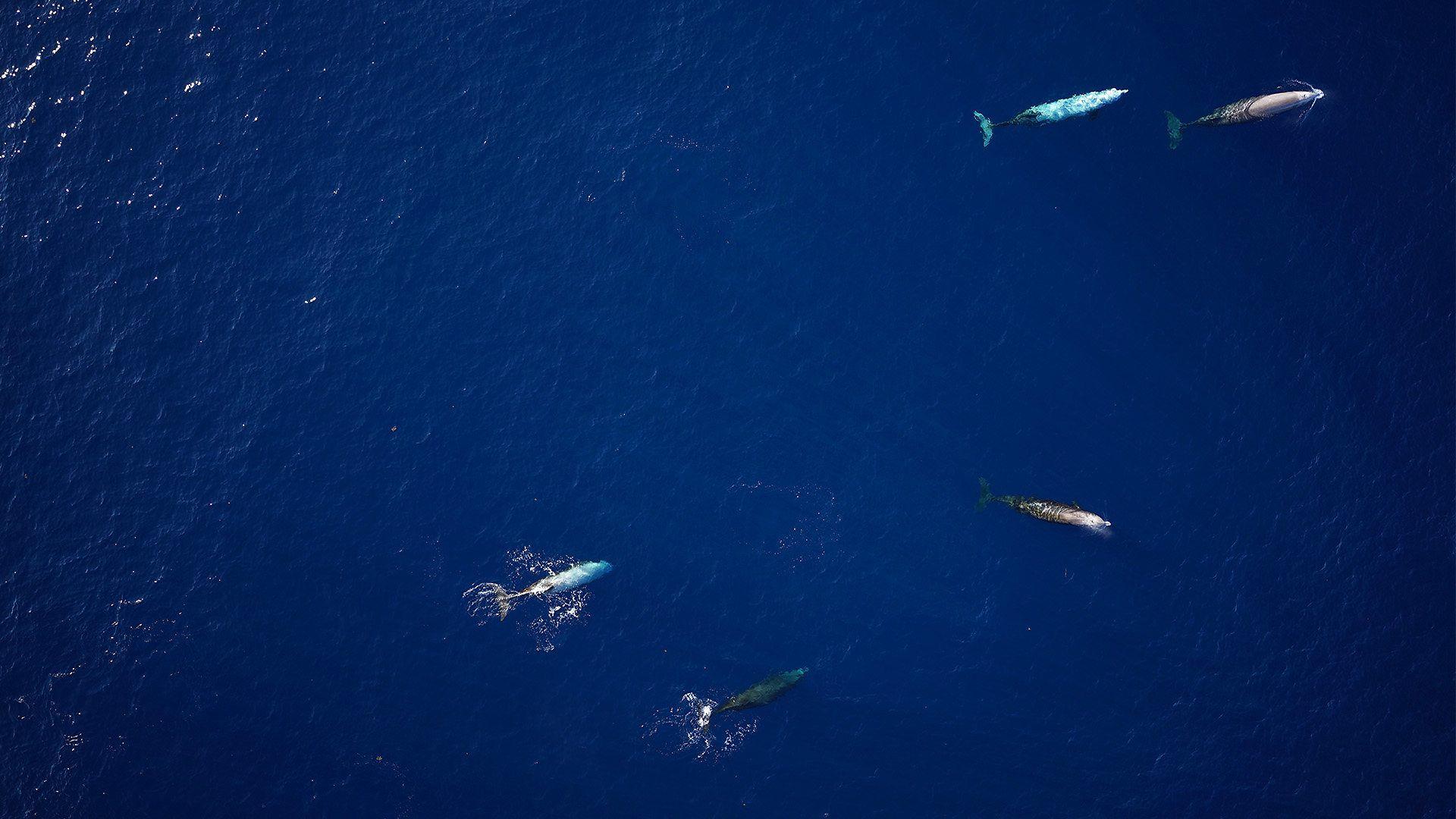 바다에서 헤엄치는 부리고래떼를 항공뷰로 촬영한 사진