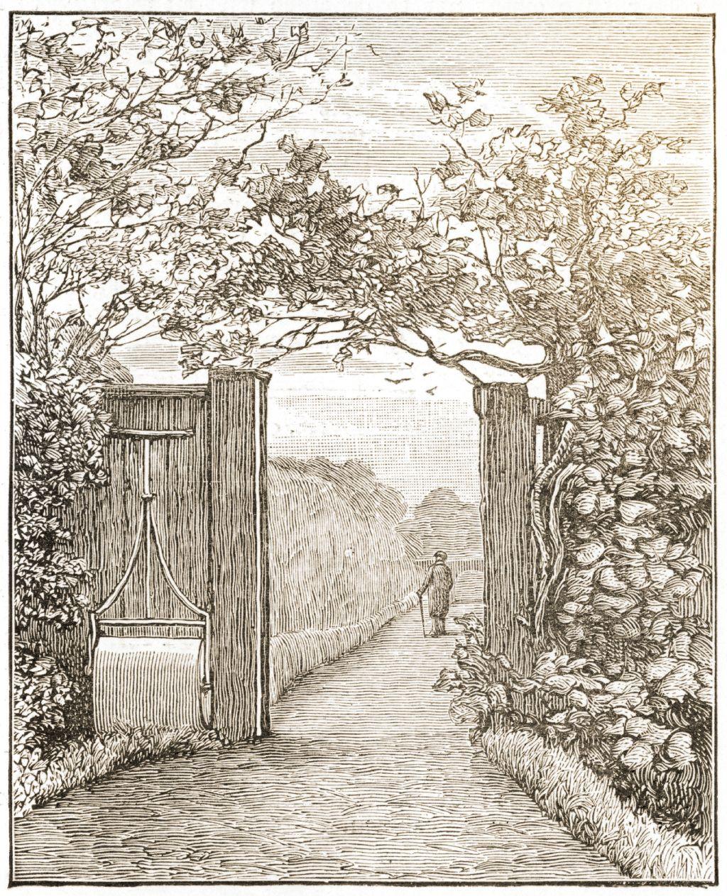 Ilustración de Charles Darwin en la distancia, de espaldas y con bastón, caminando por el campo