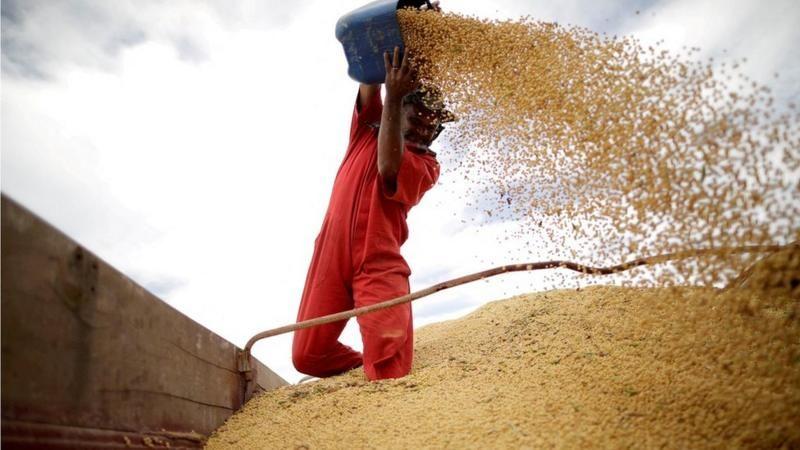Trabalhador manuseando grãos de soja na carreta de um caminhão sojeiro com o auxílio de um balde