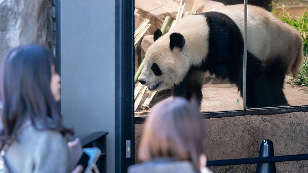 大熊貓「曉曉」在圍欄裡走來走去，兩個女人在一旁看著。