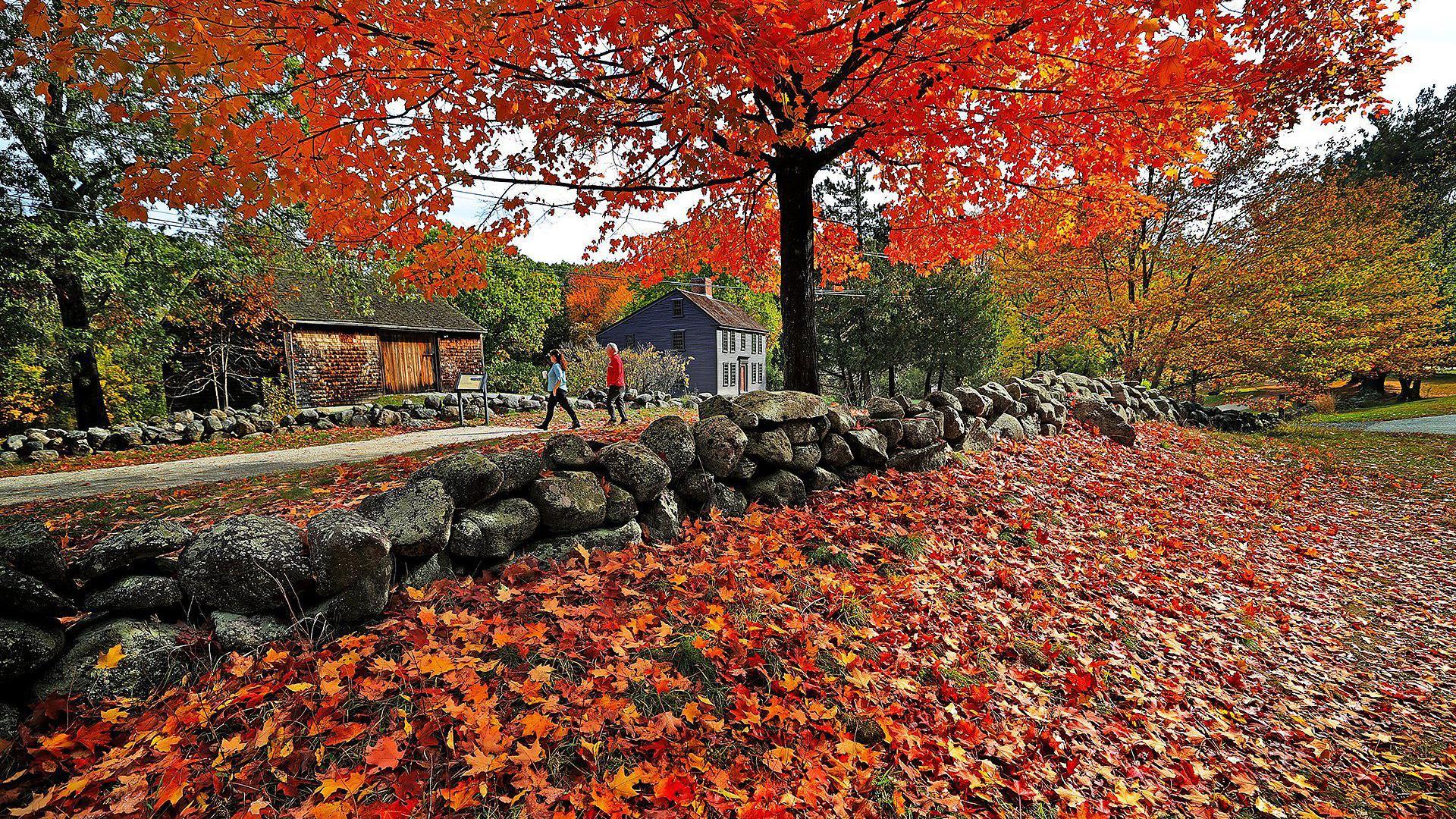樹木披上金黃與火紅的葉色，陽光穿透枝葉，映出斑斕光影