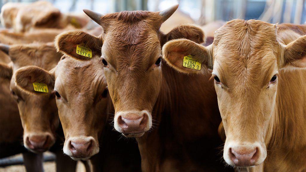 مجموعة من الأبقار ذات اللون البني يبدو أنها في مزرعة