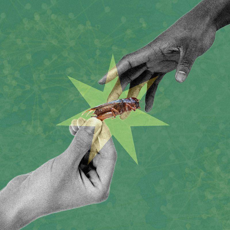 Ilustração mostra uma mão entregando um inseto a outra
