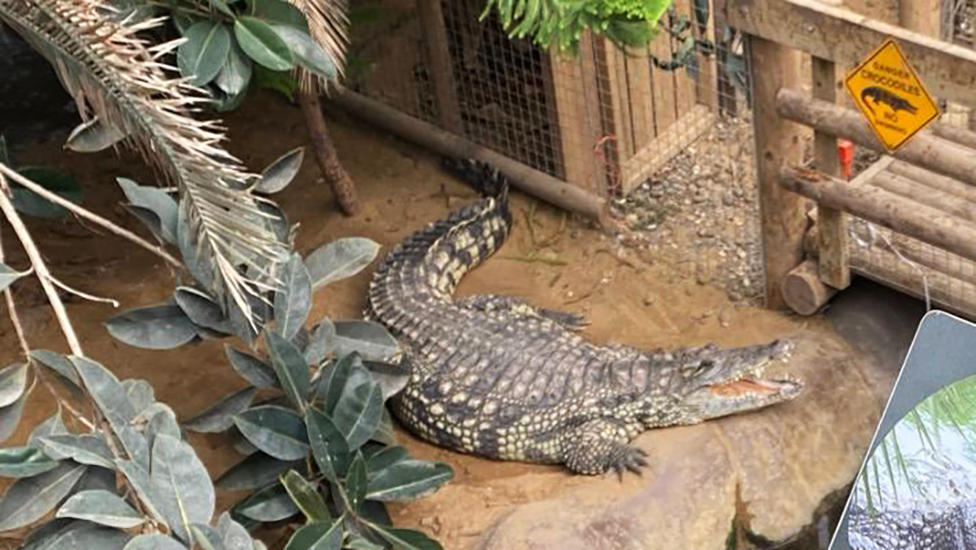 Man arrested after boy injured in zoo crocodile enclosure