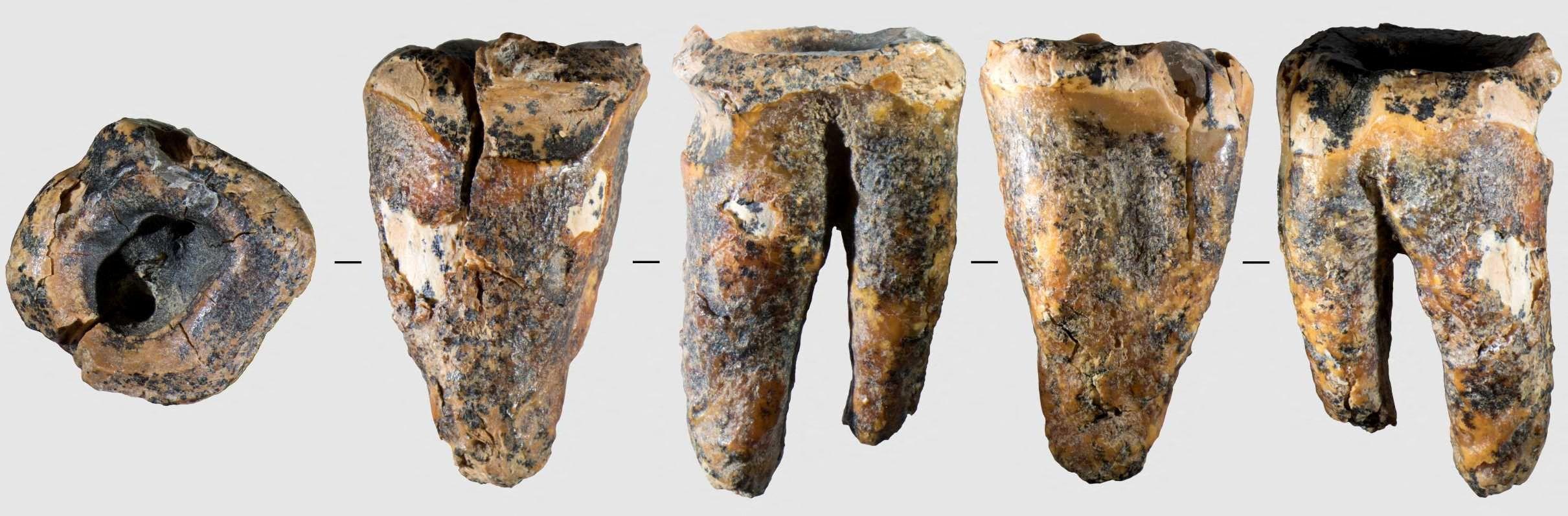 Zub Neandertalci