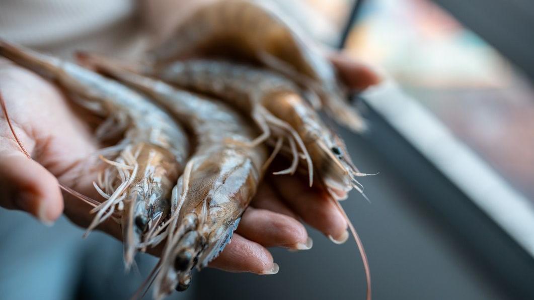 Udang, Pasar Ikan, Mentah, Tangan