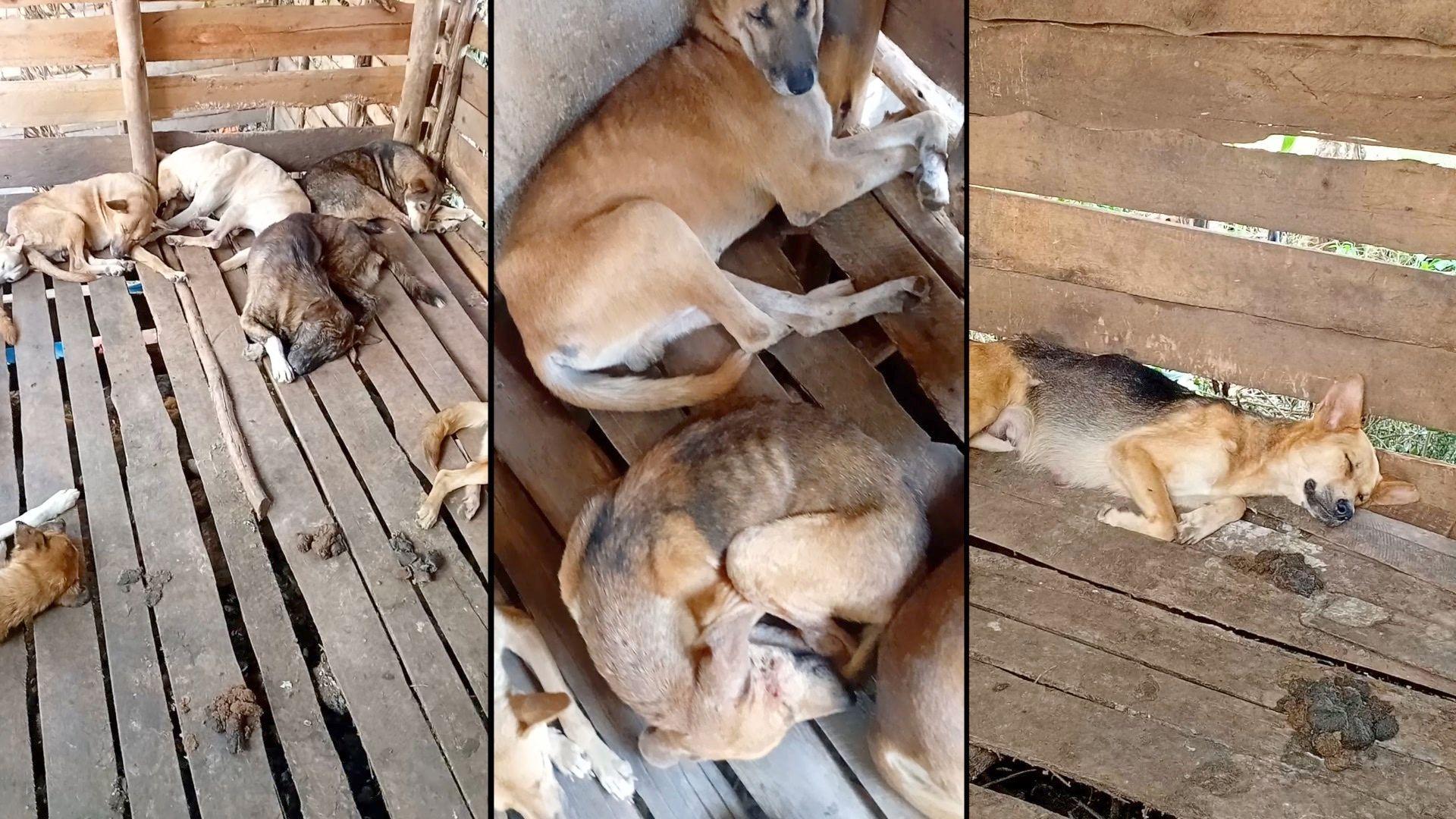 뼈만 앙상하게 남은 개들의 사진