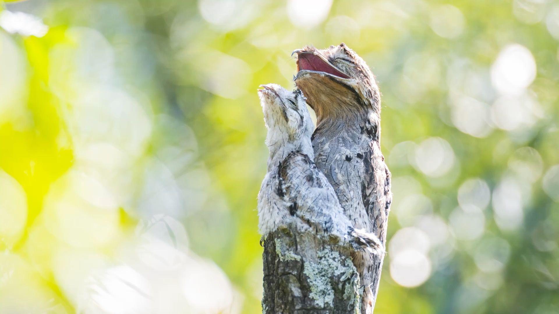 Un urutaú y su cría posan en el tope de una rama cortada en el norte de Uruguay.