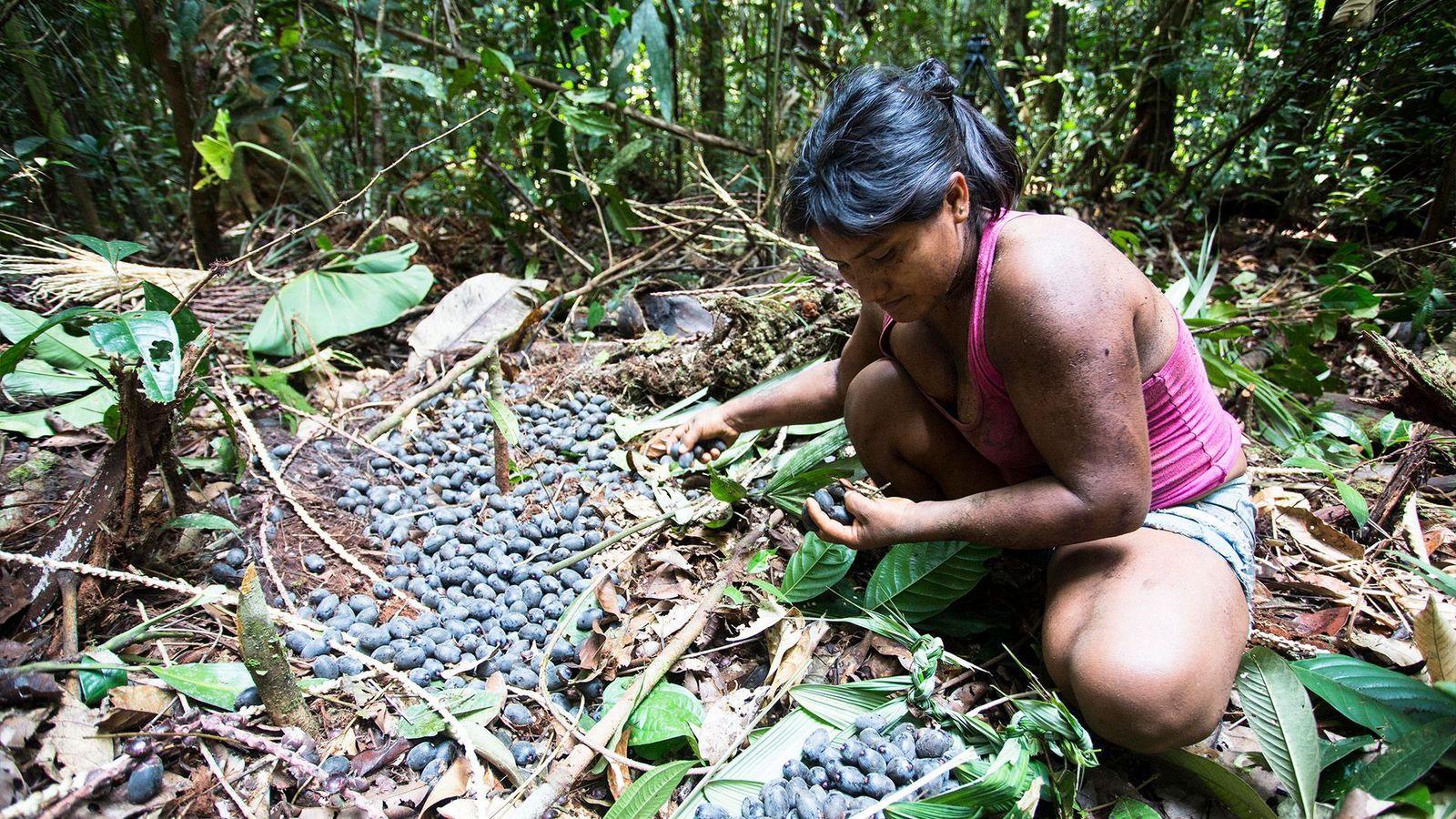 As chagras exigem a abertura de &aacute;reas na floresta, mas tamb&eacute;m fazem parte de um sistema mais amplo de gest&atilde;o territorial ind&iacute;gena considerado fundamental para conter o desmatamento