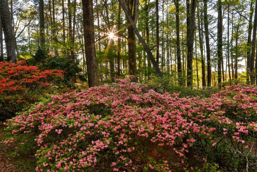 Muchos arbustos de azaleas en un bosque.