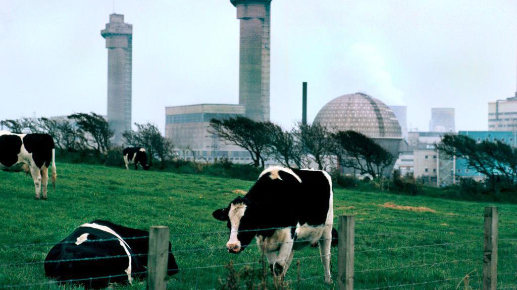 Vacas pastando junto a la central de Sellafield, antes llamada Windscale, en 1985.