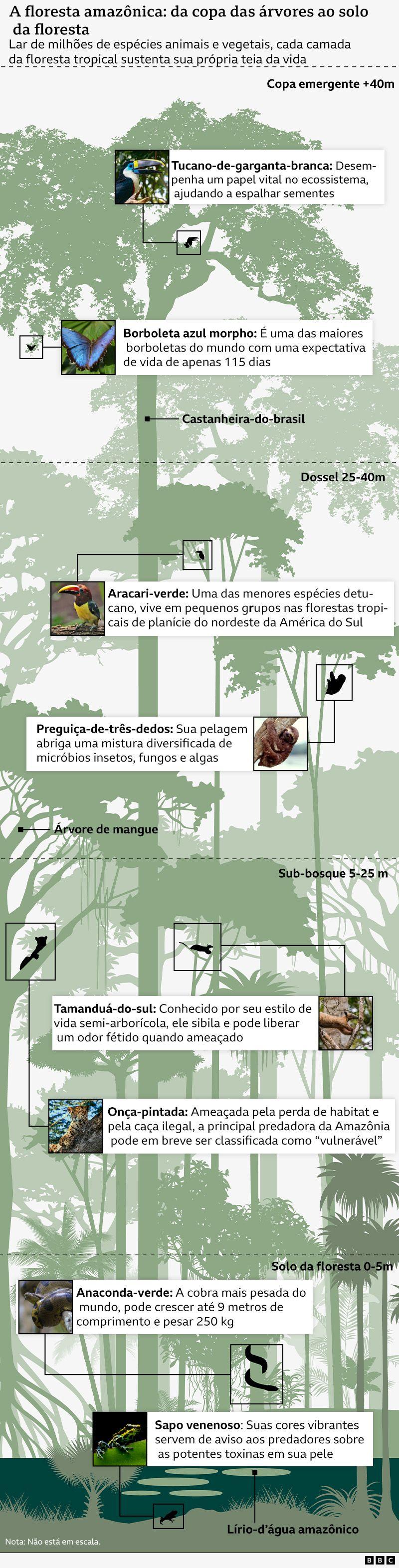 Infográfico mostrando algumas espécies de animais e plantas que vivem na Amazônia