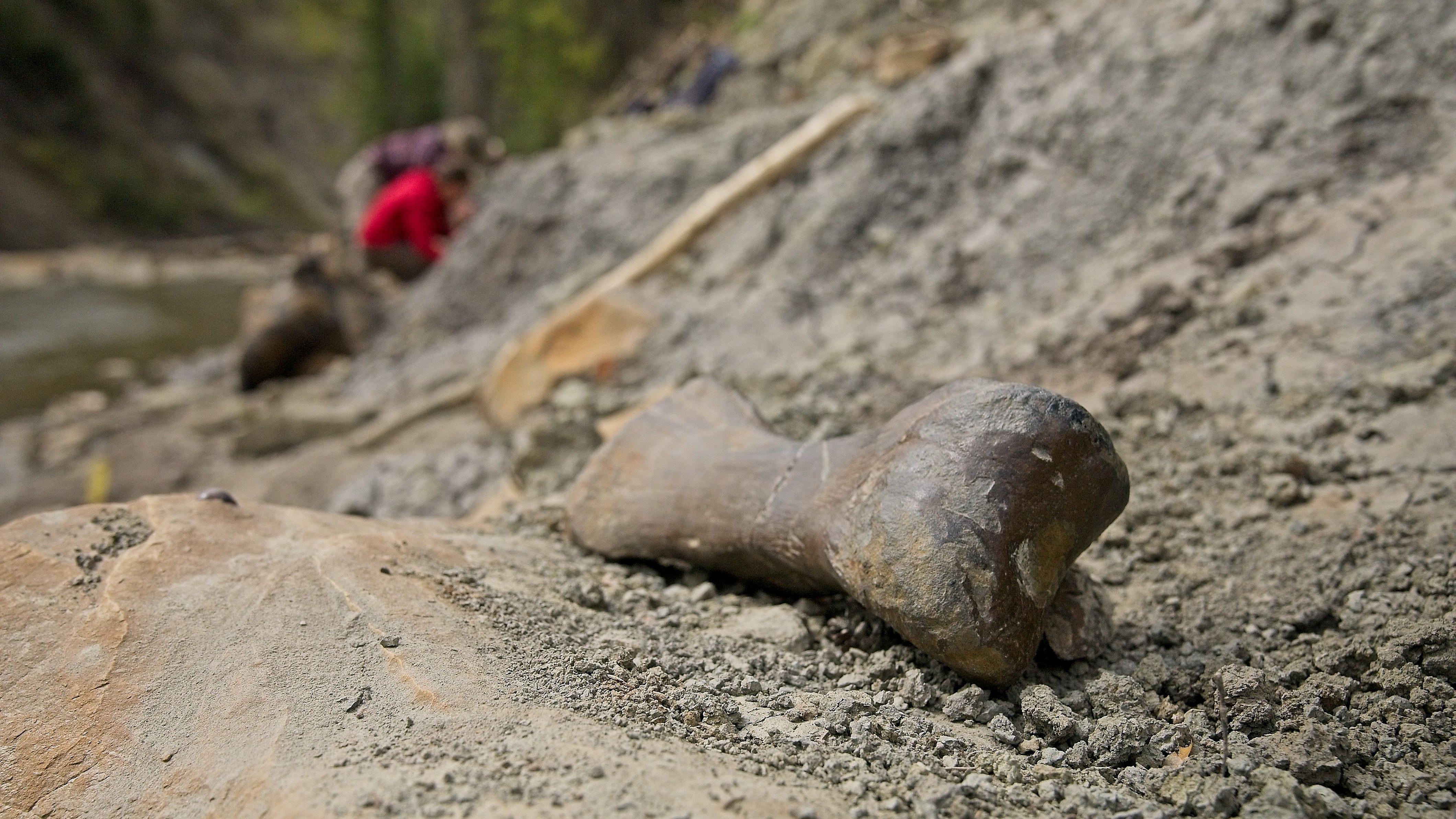 Um osso do dedo de um dinossauro encontrado em Deadfall Hills, lar do Edmontossauro