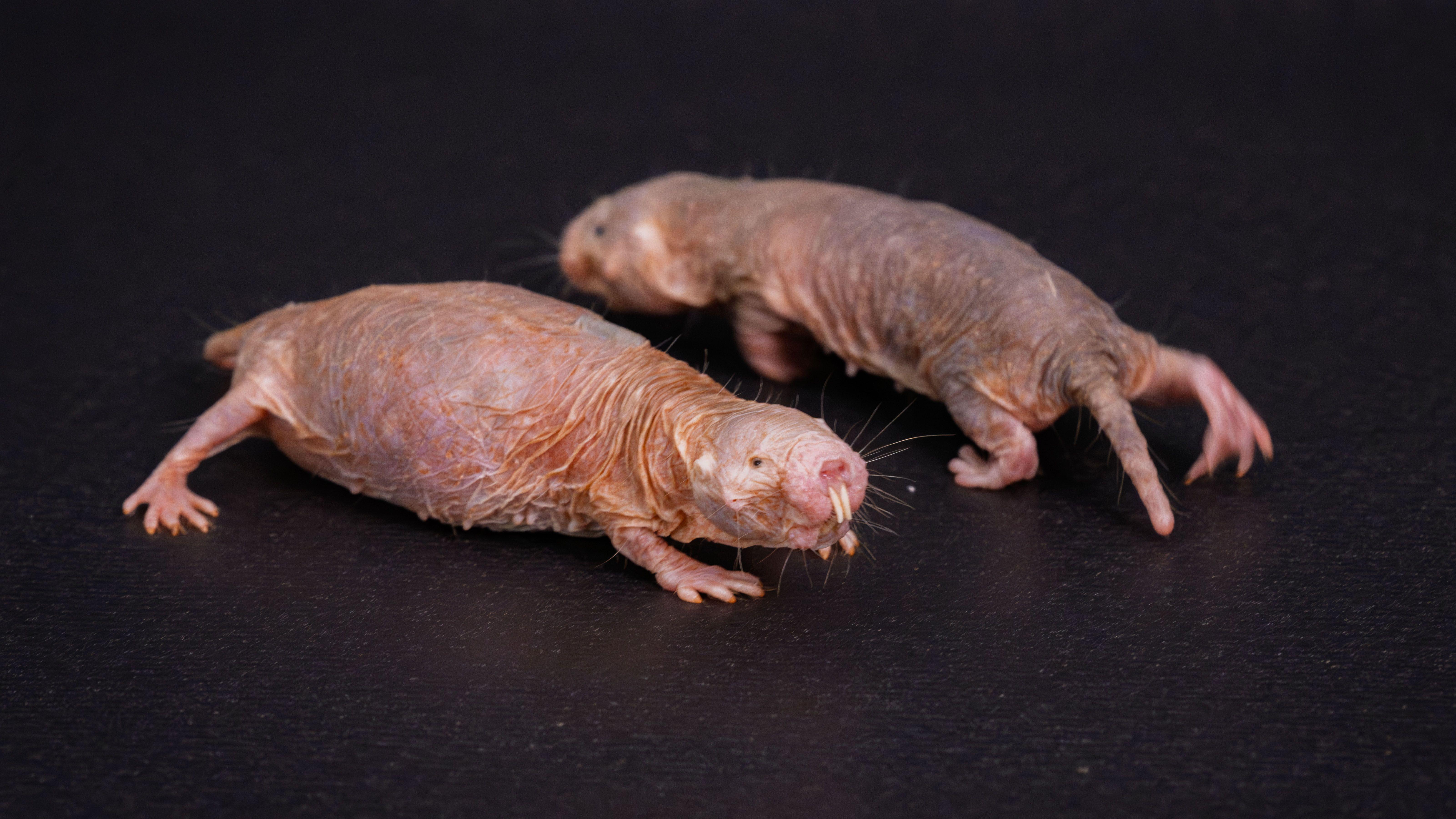 Dos ratas topo desnudas sobre una superficie oscura, una mirando a la cámara y la otra aparentemente caminando detrás de ella. 
