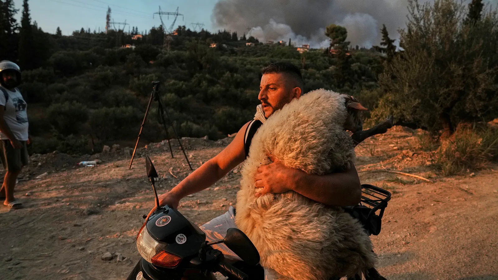 رجل يحمل خروفا فوق دراجة نارية