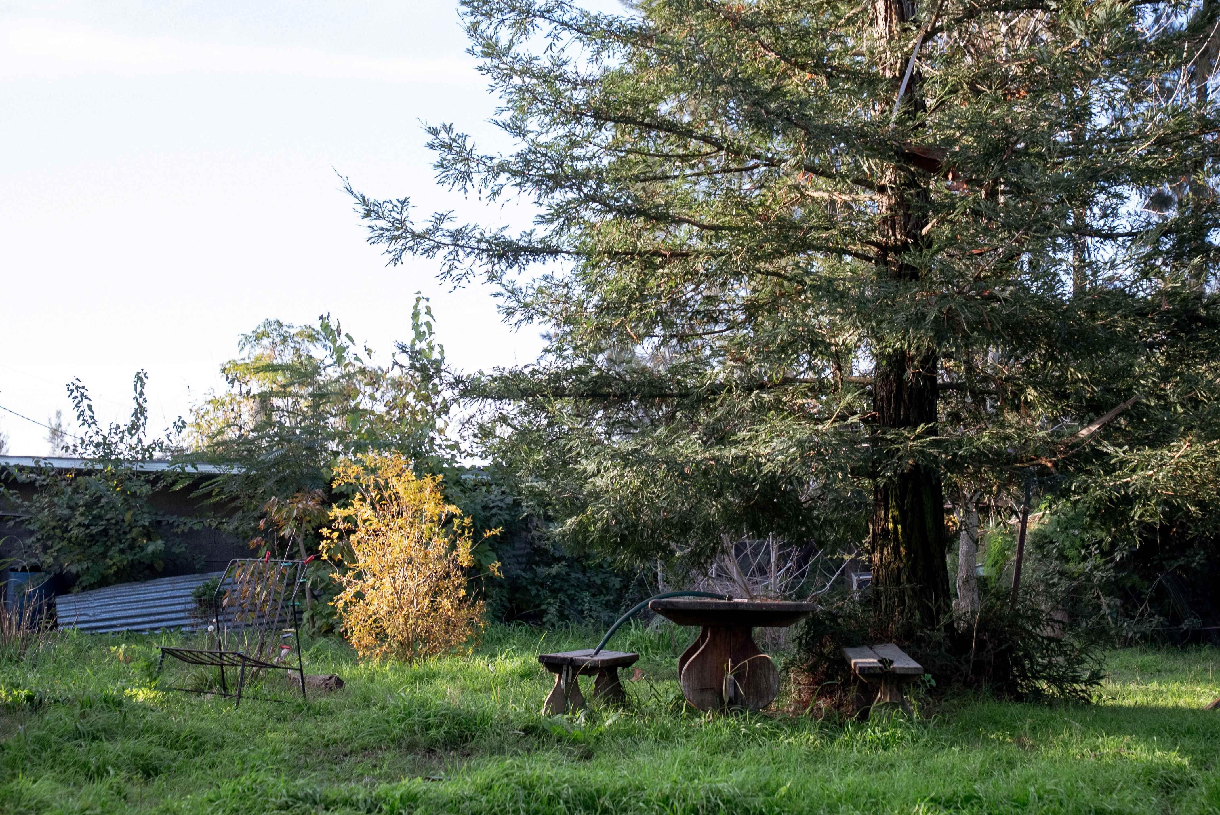 Árbol secuoya donde Lucía Topolansky depositó las cenizas de José Mujica en su chacra.