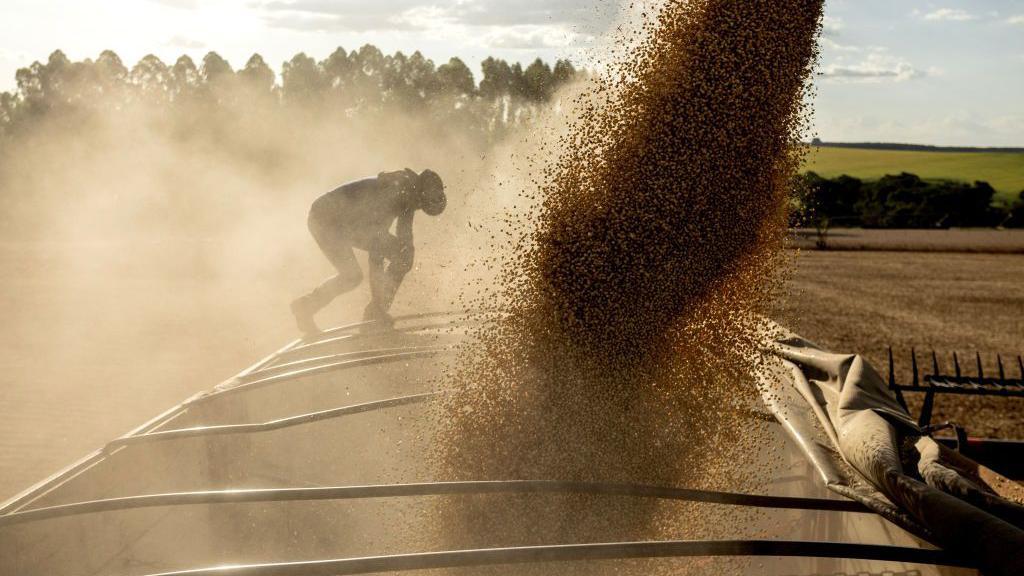 Caminhão de soja sendo abastecido durante colheita em Orizona, Goiás, em fevereiro de 2025