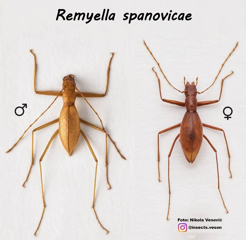 Mužjak (levo) i ženka (desno) 'Španovićkine remijele'