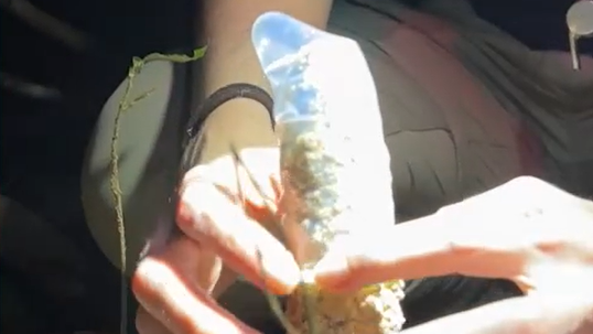 Un condón cubre una torre de hecha por una cigarra.