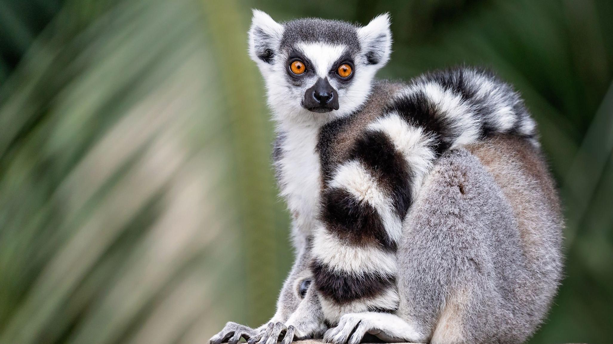Lemuri imaju narandžaste oči i crno-belo krzno, sa šarama u obliku prstenova na repu