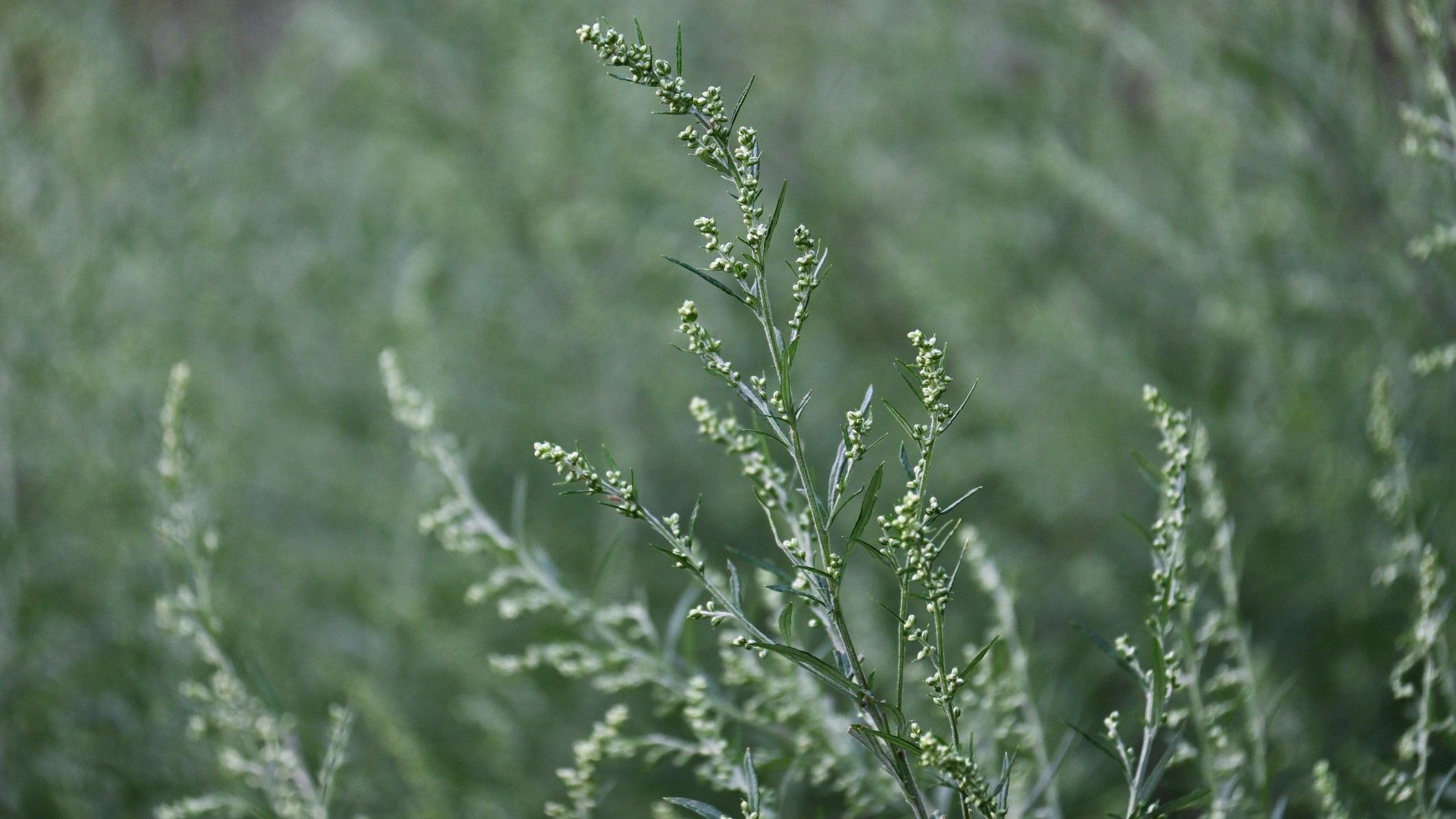 نباتات خضراء