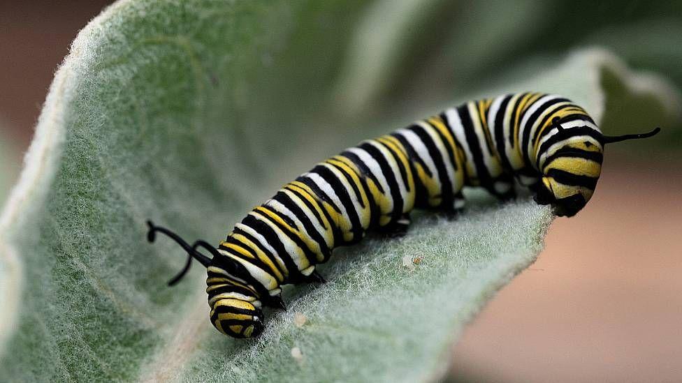 Oruga de mariposa monarca alimentándose en una hoja de planta de algodoncillo