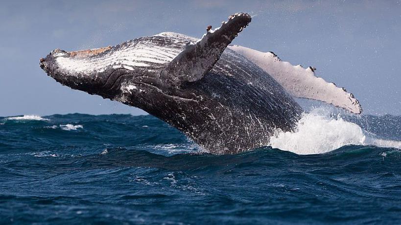 Warning that increase in shipping around South Africa to avoid Middle East could harm whales