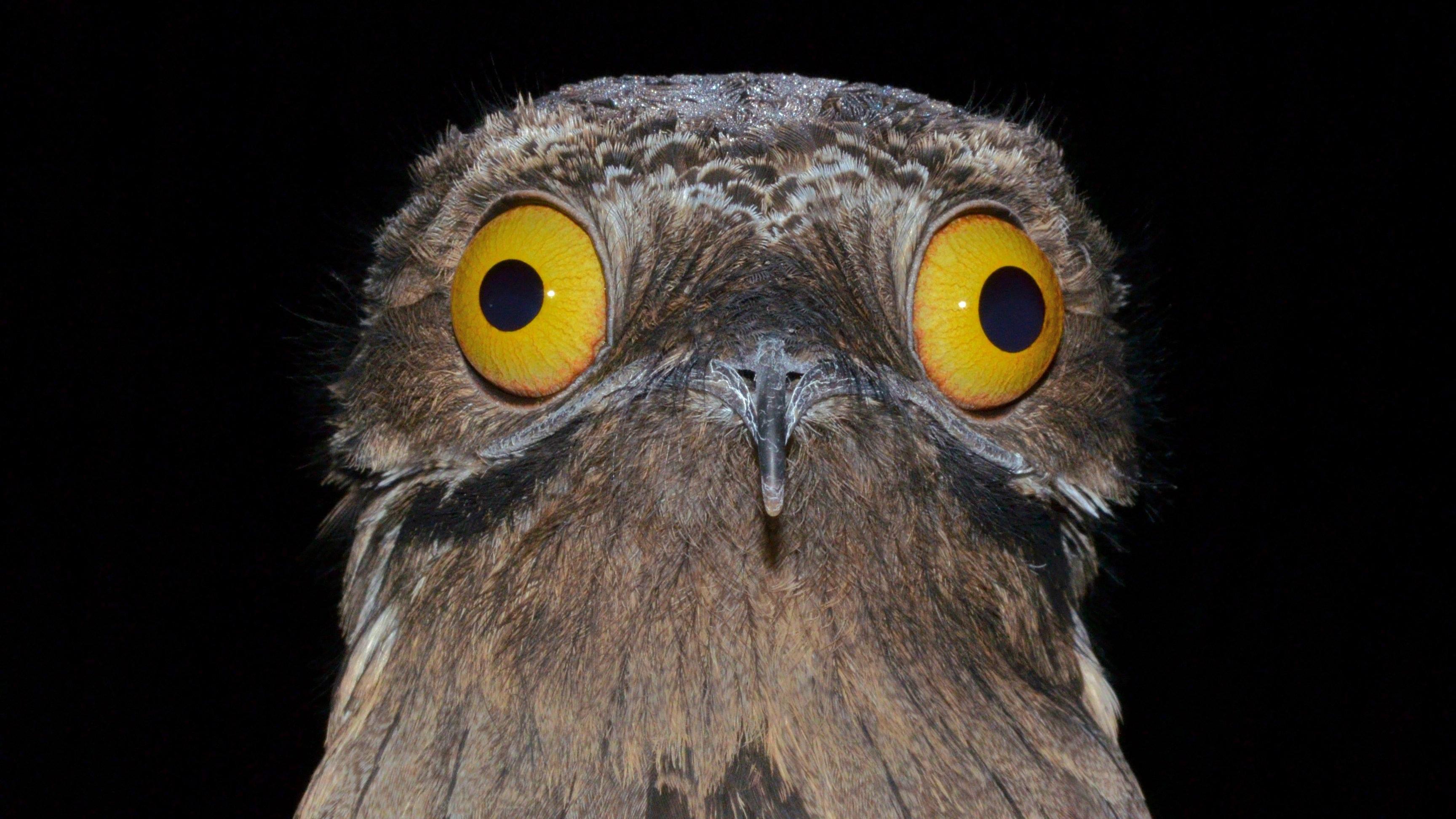 El urutaú es una de las especies de aves nocturnas más enigmáticas en Sudamérica y Centroamérica.