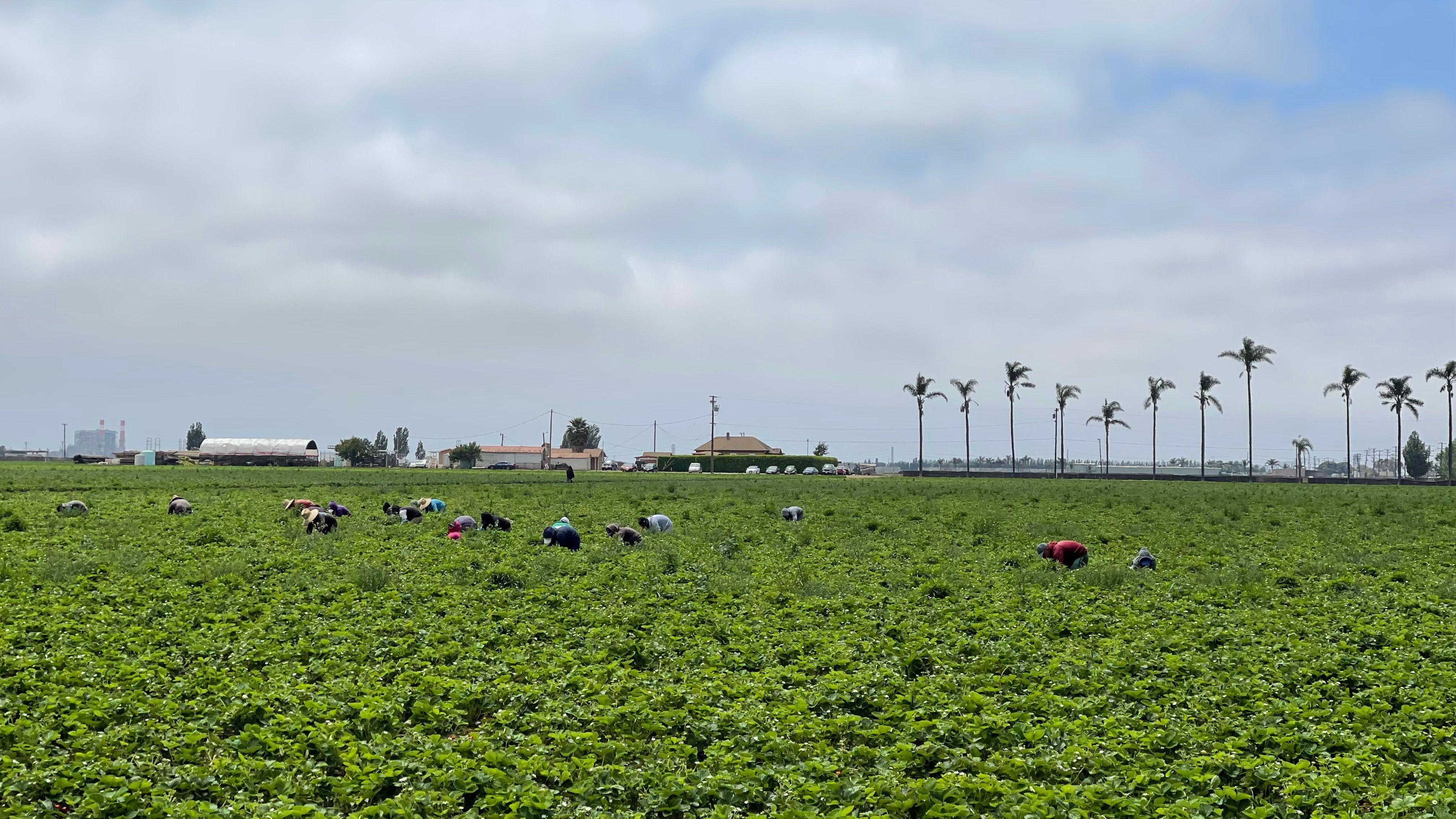 Trabajadores agrícolas recogen fresas en un campo en Oxnard, California, el 11 de junio de 2025.