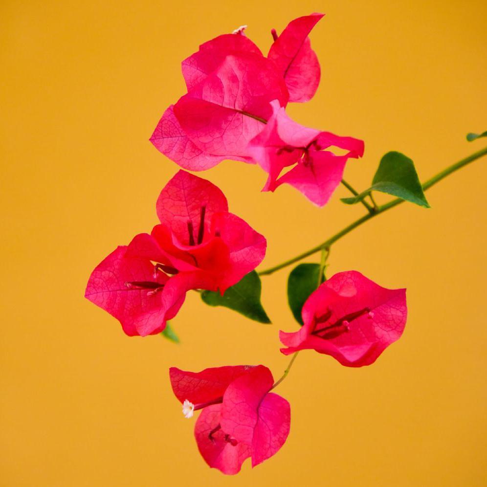 Flores de Bugambilia fucsia em frente a uma parede mostarda