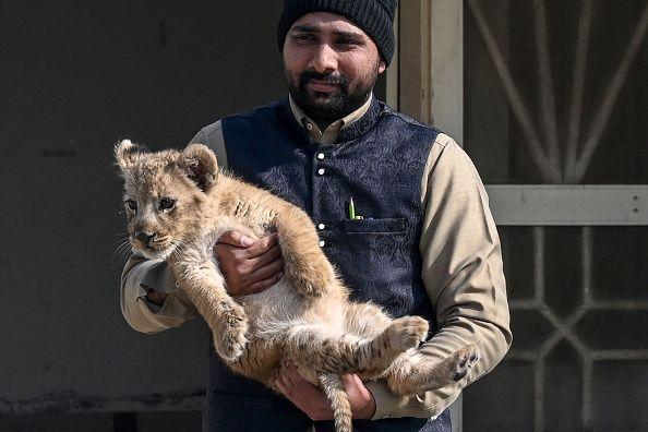 Lion