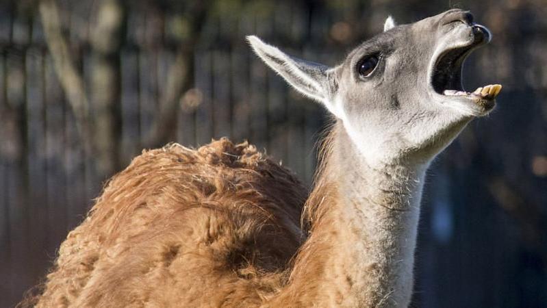 Guanaco