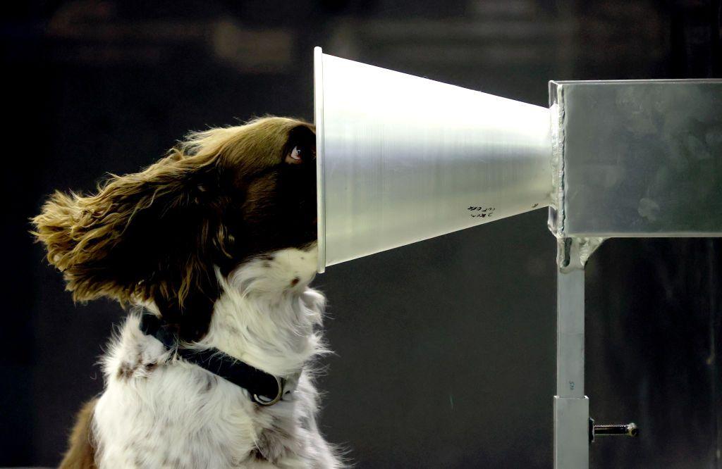 Floki, uno de los dos perros de Australia del Sur, participa en el entrenamiento de detección de Covid-19 en la Universidad de Adelaida el 18 de septiembre de 2020 en Adelaida, Australia.