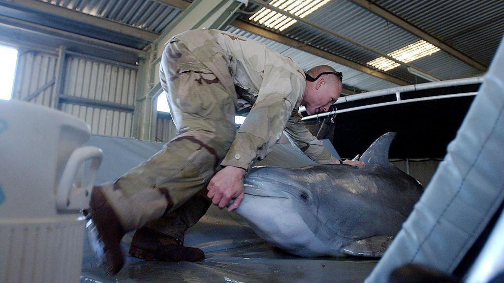 Un soldado junto a un delfin durante un entrenamiento.