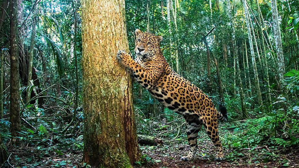 Jaguar con las patas en un árbol en el Parque Nacional Iguazú