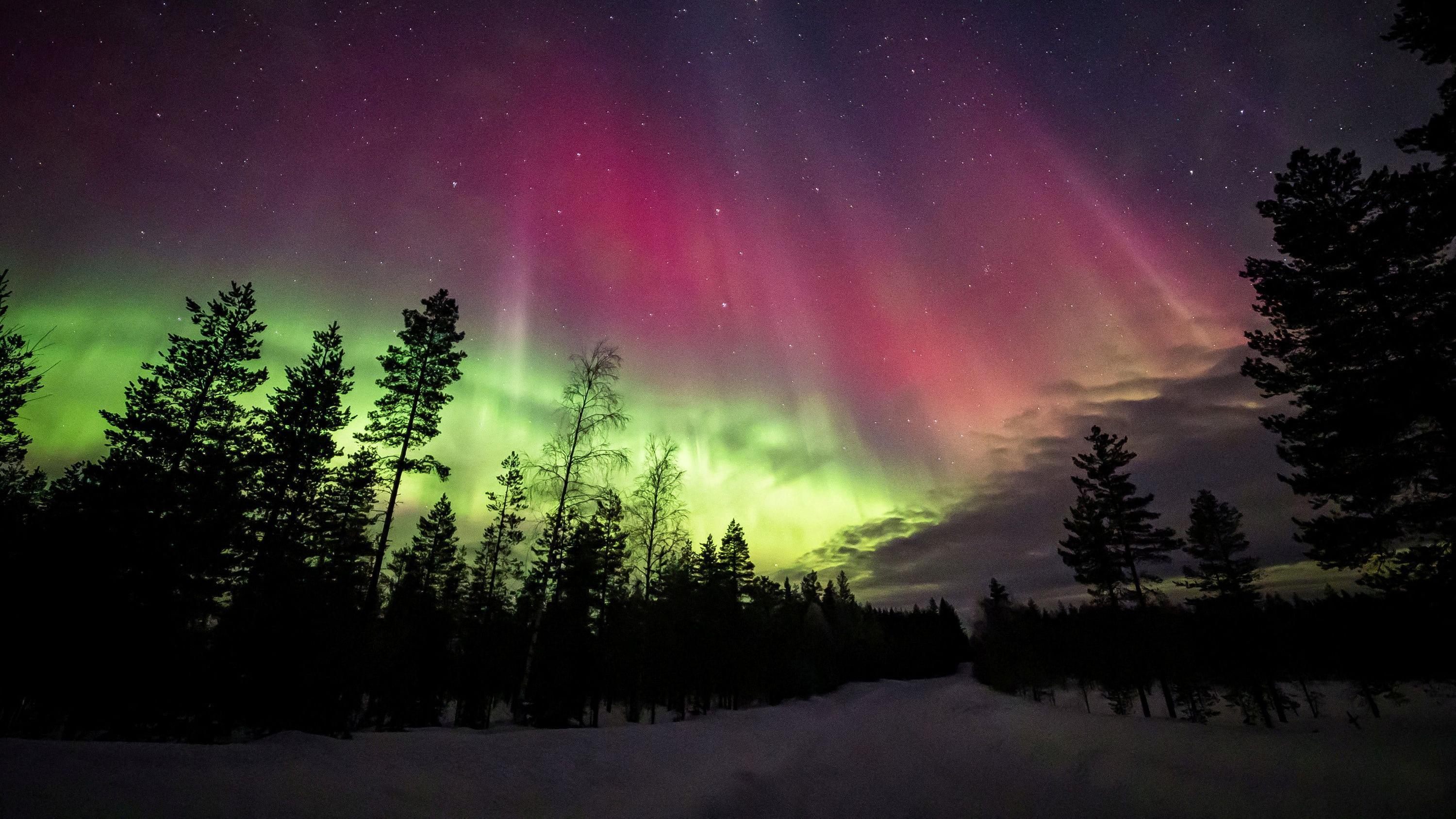 C&eacute;u noturno iluminado por uma aurora boreal em tons vibrantes de verde e rosa, formando faixas ondulantes sobre uma paisagem coberta de neve. Silhuetas de &aacute;rvores altas e esparsas se destacam em primeiro plano, enquanto estrelas pontilham o c&eacute;u escuro ao fundo. Uma trilha nevada atravessa a cena, refor&ccedil;ando a sensa&ccedil;&atilde;o de isolamento e frio t&iacute;pico de regi&otilde;es do norte.
