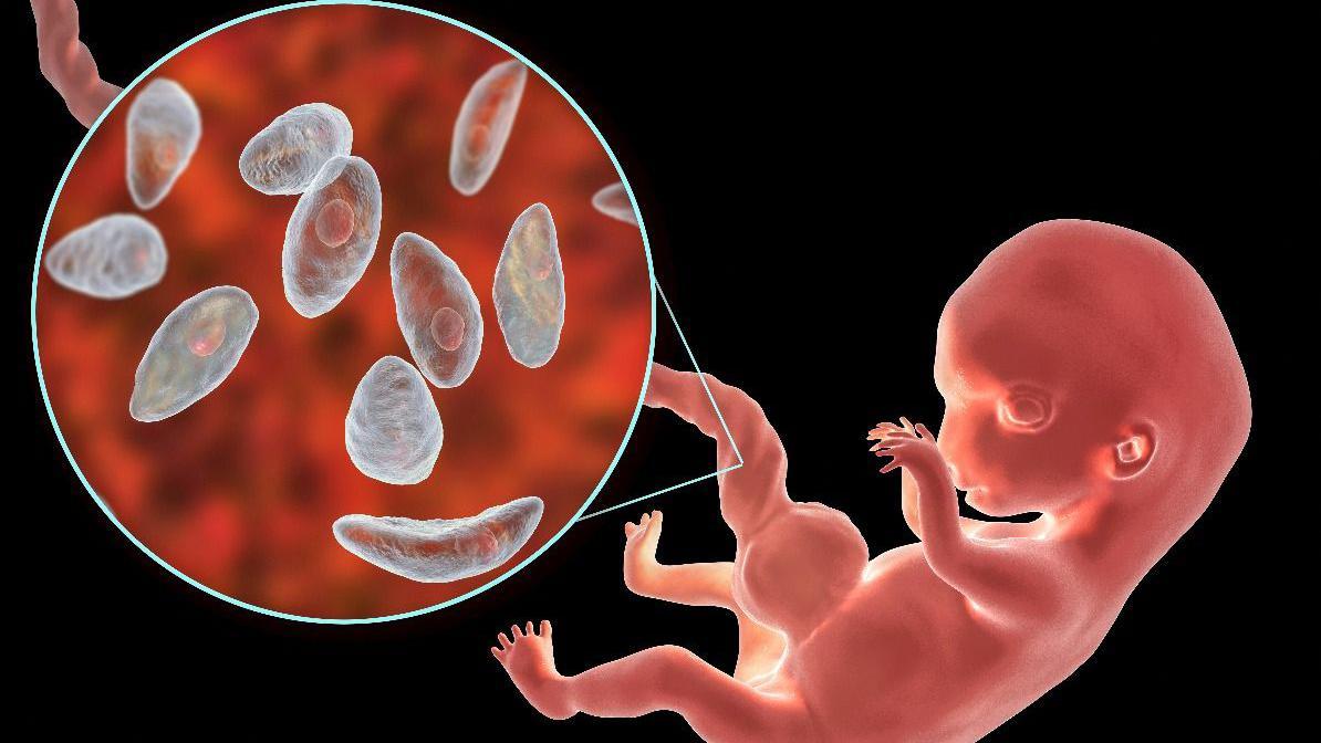 The placenta plays a crucial role during pregnancy.