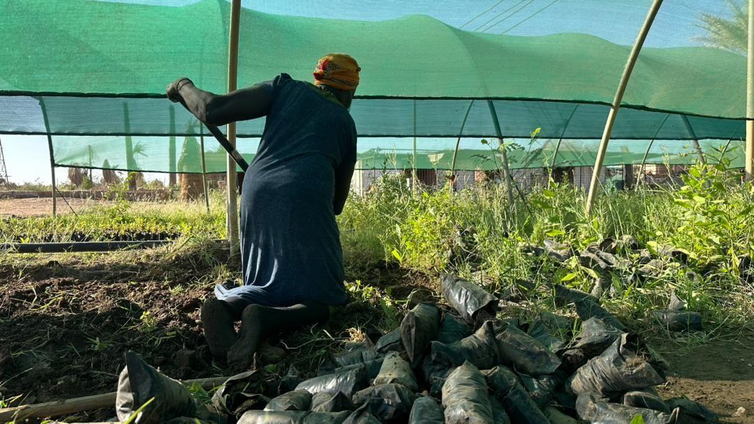 تظهر الصورة عاملاً في مشتل بمقر هيئة الغابات بمنطقة سوبا، يقوم بتجهيز شتلات زراعية 