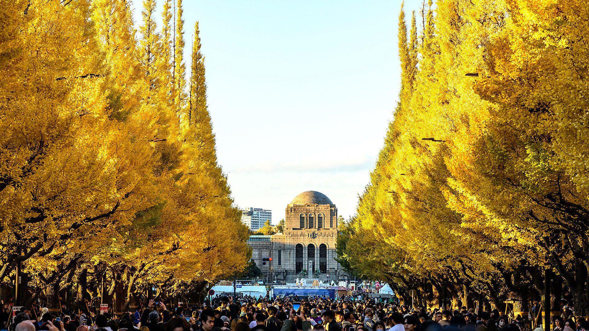 小徑兩側樹木染上金黃，路人都是觀光旅客
